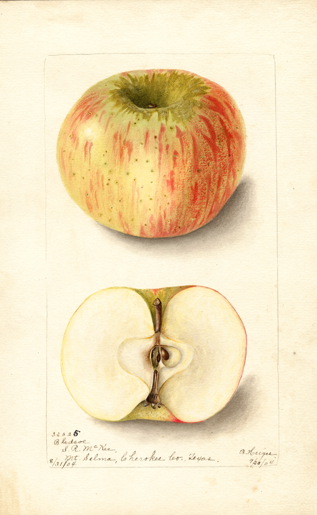 Apples, Bledsoe (1904)