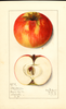 Apples, Blenheim (1913)