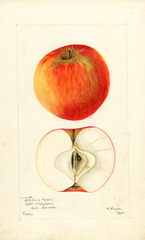 Apples, Blenheim Pippin (1901)