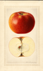 Apples, Blenheim (1922)