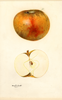 Apples, Blenheim Orange (1931)