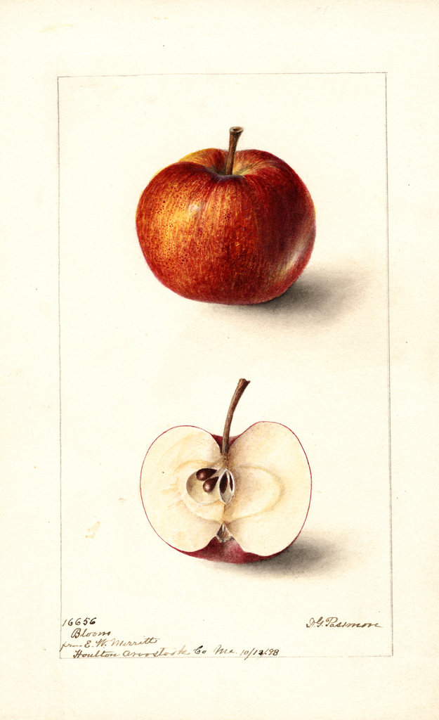 Apples, Bloom (1898)