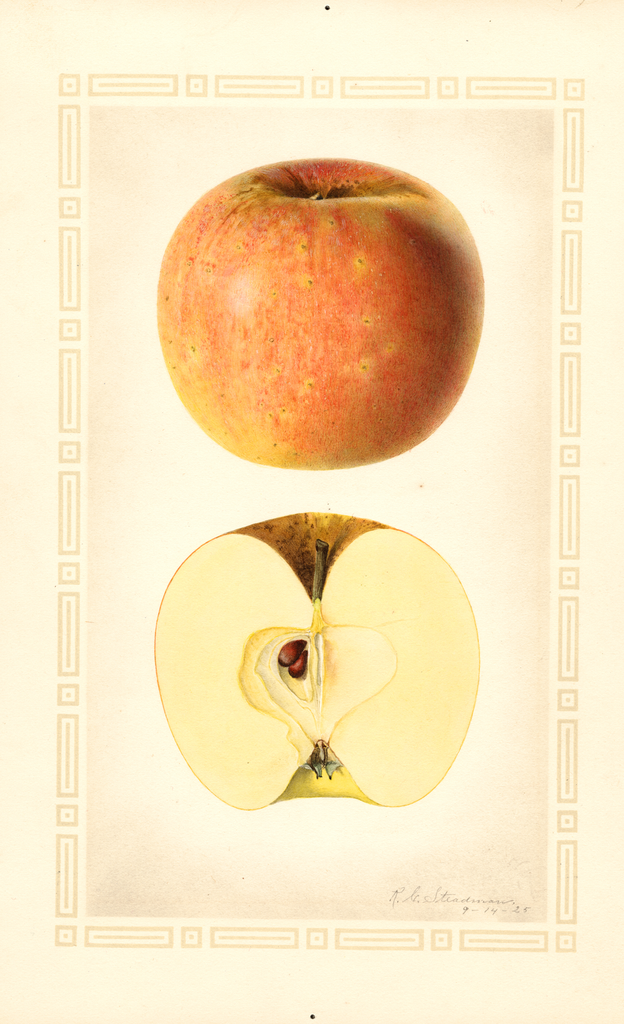 Apples, Bloomfield (1925)