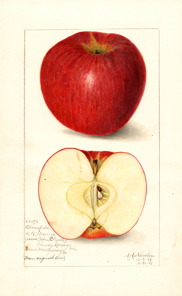 Apples, Bloomfield (1908)