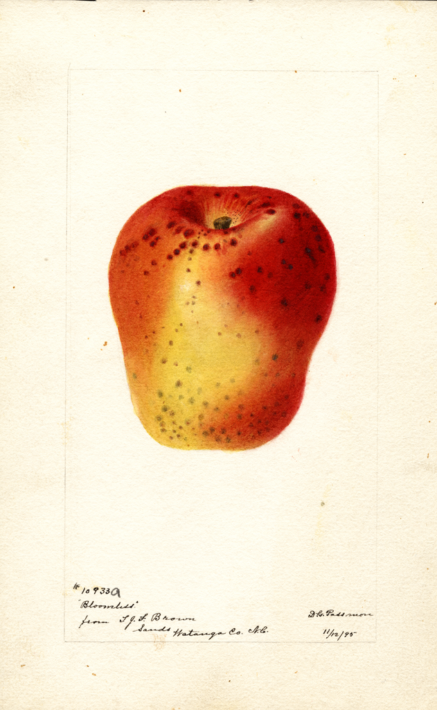 Apples, Bloomless (1895)