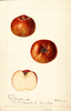 Apples, Bloomless (1893)