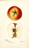 Apples, Bloomless (1895)