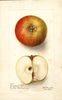 Apples, Bloomless Seedless (1903)