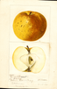 Apples, Clymans Russet (1897)