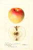 Apples, Jacobs (1895)