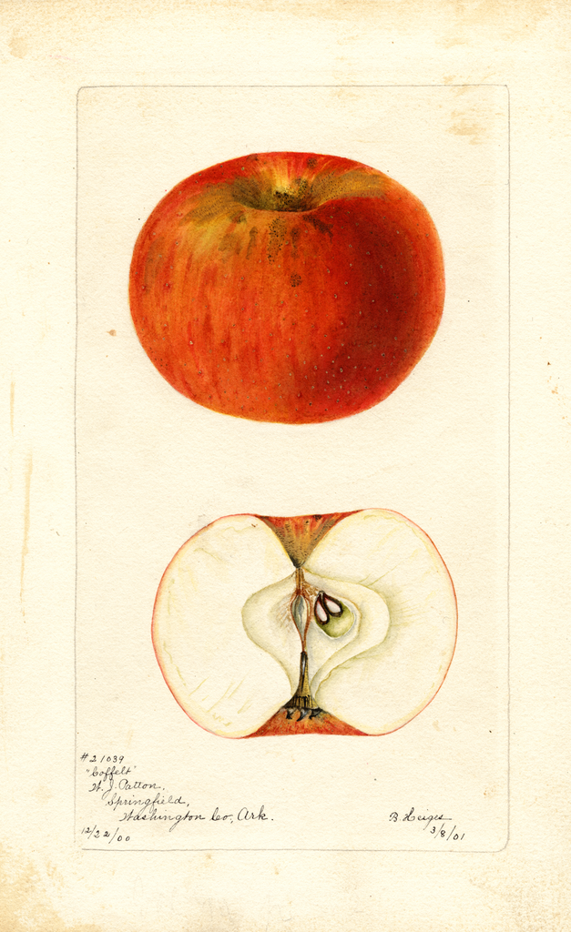 Apples, Coffelt (1901)