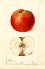 Apples, Coffelt (1898)