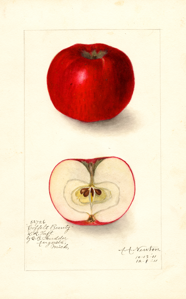 Apples, Coffelt Beauty (1911)