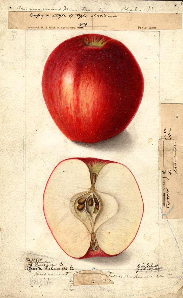 Apples, Coffman (1904)