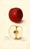 Apples, Coffman (1905)