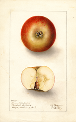 Apples, Bloomless Seedless (1907)