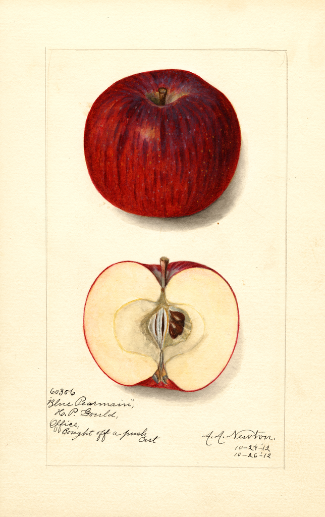 Apples, Blue Pearmain (1912)