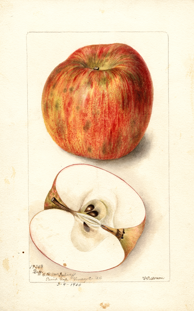Apples, Buff (1900)