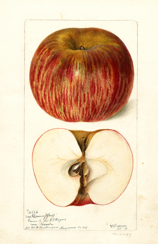 Apples, Granny Buff (1898)