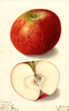 Apples, Buff (1905)
