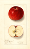 Apples, Jonathan Buler (1910)
