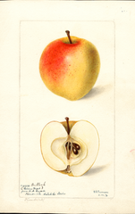 Apples, Bullock (1898)