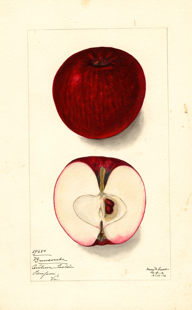 Apples, Buncombe (1912)