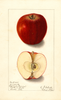 Apples, Buncombe (1905)