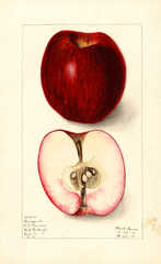 Apples, Buncombe (1910)