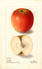 Apples, Burke (1904)