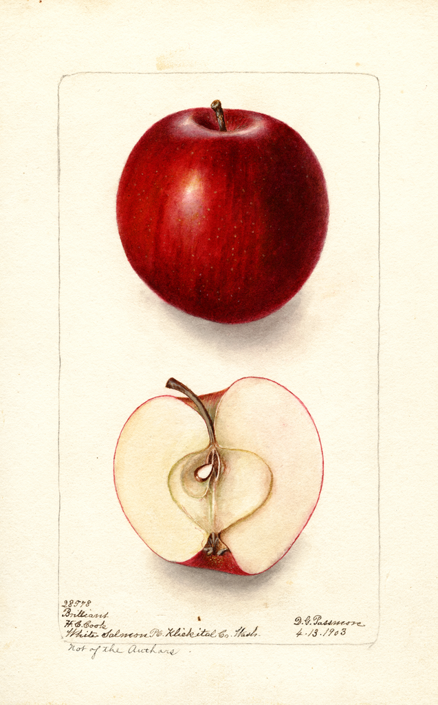 Apples, Brilliant (1903)
