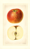 Apples, Brilliant (1925)
