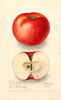 Apples, Brooke Blushed (1908)