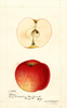 Apples, Conner (1894)