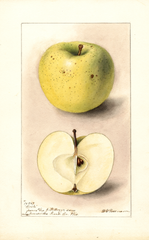 Apples, Cook (1898)