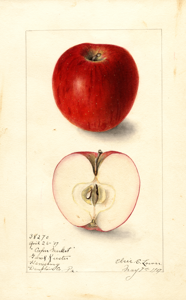 Apples, Cooper Market (1907)