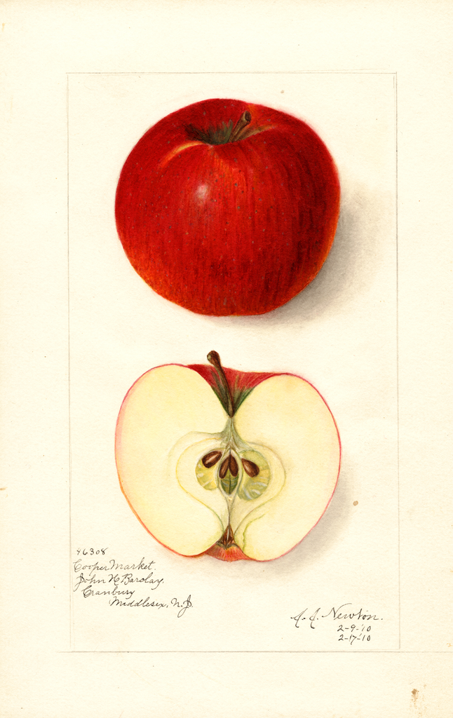 Apples, Cooper Market (1910)