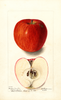 Apples, Cooper Market (1899)
