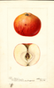 Apples, Coopers Redling (1896)