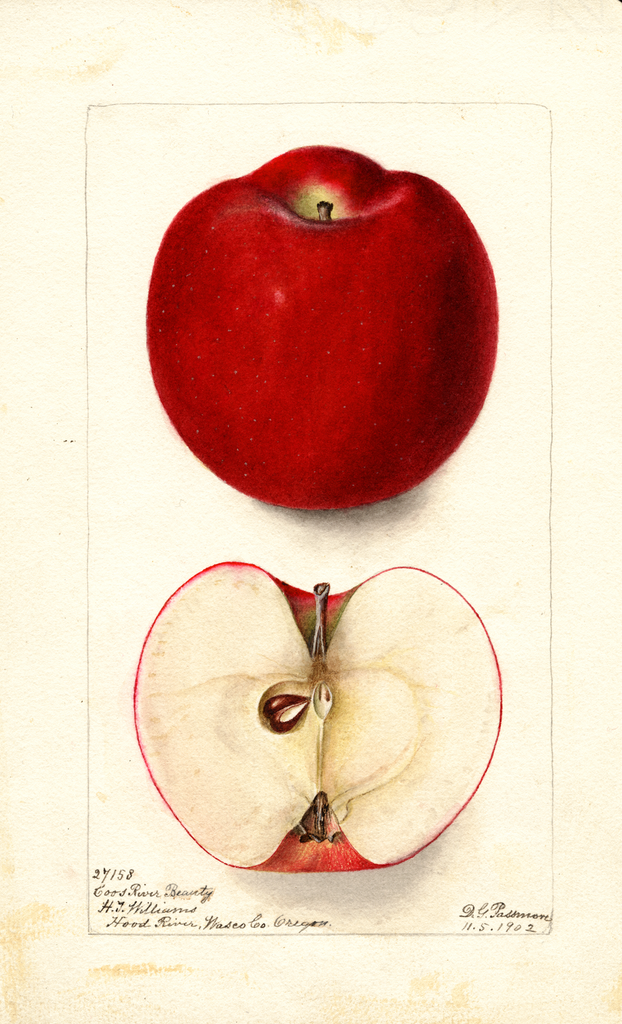 Apples, Coos River Beauty (1902)