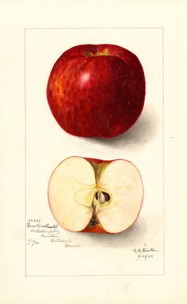 Apples, Coos River Beauty (1905)