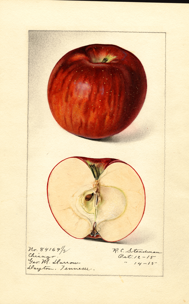 Apples, Chicago (1915)