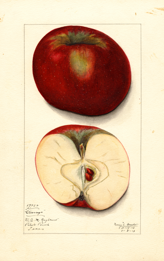 Apples, Chicago (1913)