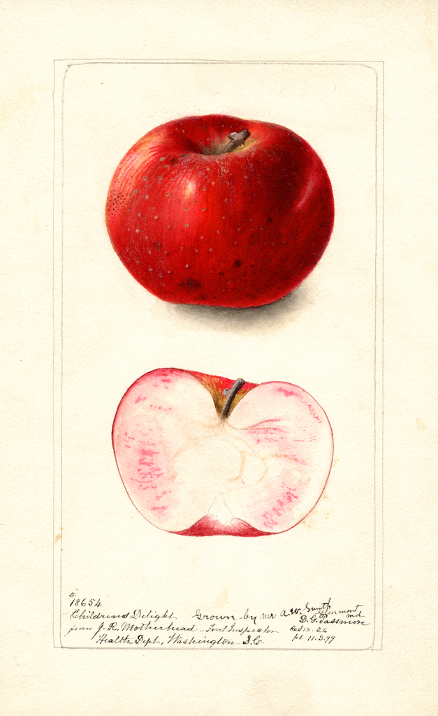 Apples, Childrens Delight (1899)