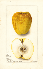 Apples, Chisman (1902)