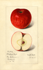 Apples, Christmas Sweet (1915)