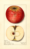 Apples, Churchill (1913)