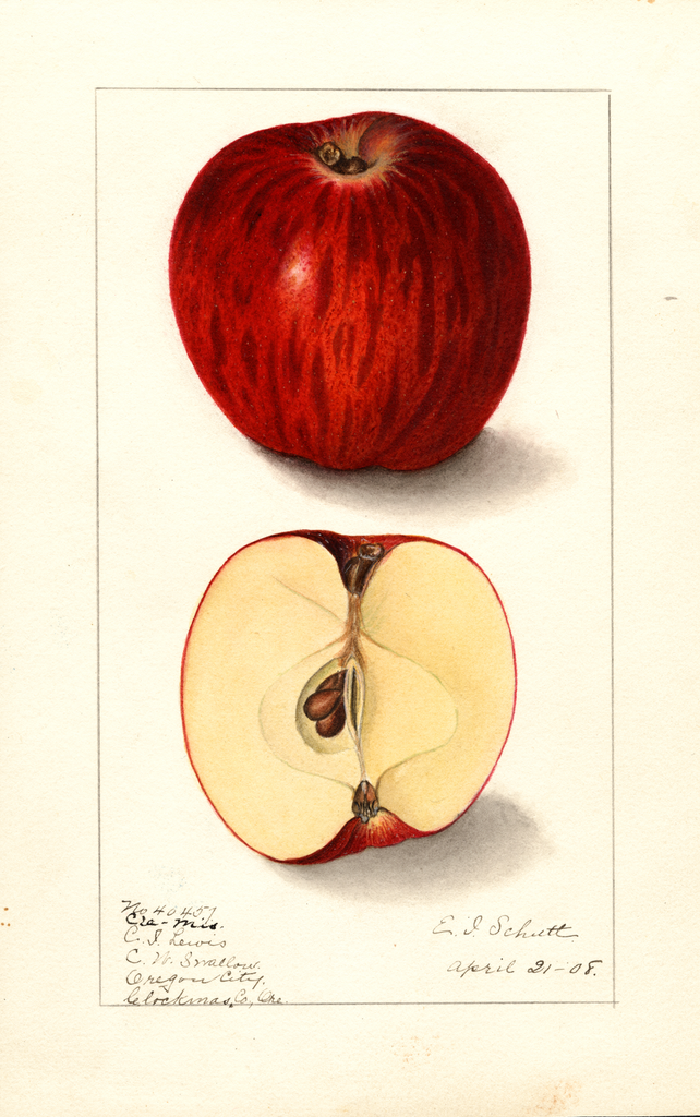 Apples, Cla-mis (1908)