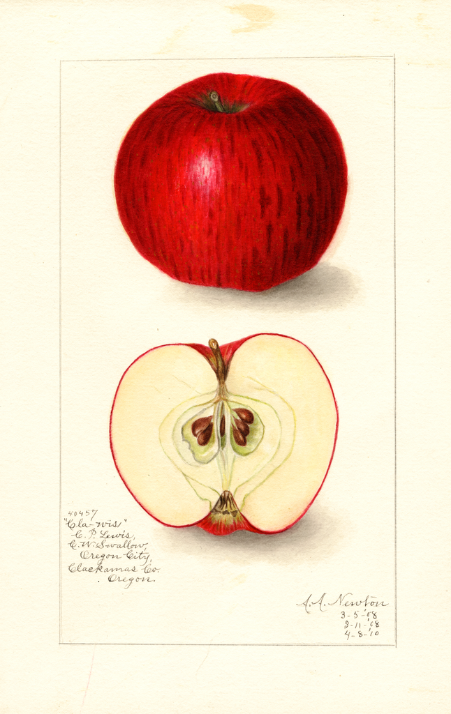 Apples, Clawis (1908)