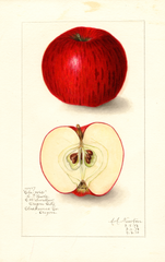 Apples, Clawis (1908)